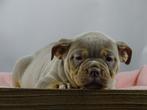 Old English Bulldog pups! t Gezonde type, Mogen direct mee!, Parvo, Nederland, 8 tot 15 weken, Bulldog