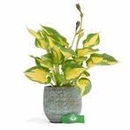Hosta Forbidden Fruit + Pot 13cm, Tuin en Terras, Verzenden