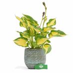 Hosta Forbidden Fruit + Pot 13cm, Verzenden