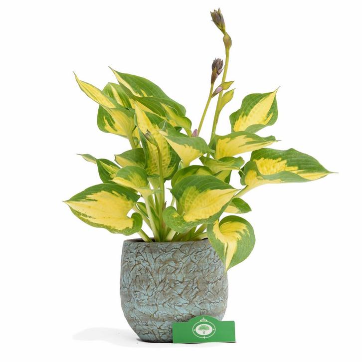 Hosta Forbidden Fruit + Pot 13cm, Tuin en Terras, Planten | Tuinplanten, Verzenden