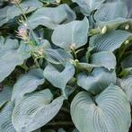 Hosta Blue Angel - Potmaat 9x9 cm, Ophalen of Verzenden