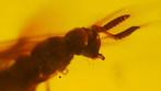 Three Flying Insects Trapped in Cretaceous Amber – Thrips,, Verzamelen, Mineralen en Fossielen