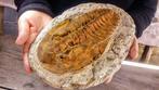 Trilobiet - Gefossiliseerd dier - Cambropallas -, Nieuw