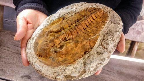 Trilobiet - Gefossiliseerd dier - Cambropallas -, Verzamelen, Dierenverzamelingen