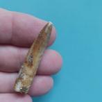 Zelden tand van Rebbachisaurus, 28 mm. - Fossiele tand - 48, Verzamelen