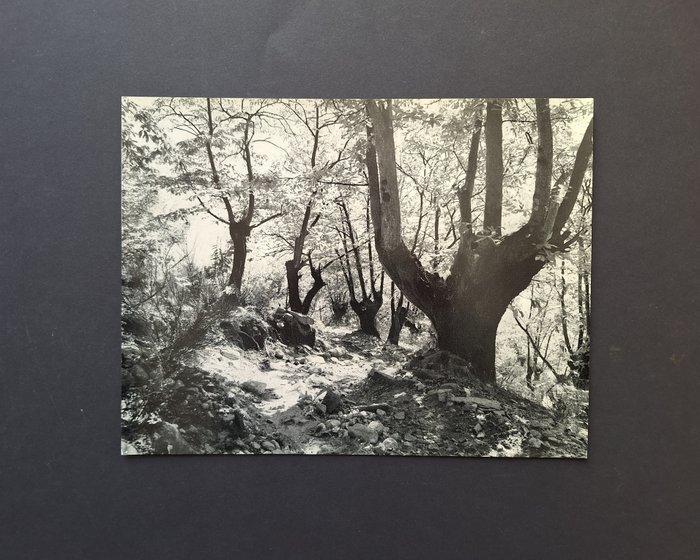 Werner Bischof (1916-1954) - Kastanienwald, Antiek en Kunst, Kunst | Designobjecten