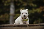 Westy pups, West Highland White Terrier, Parvo, België, Overige rassen, 8 tot 15 weken