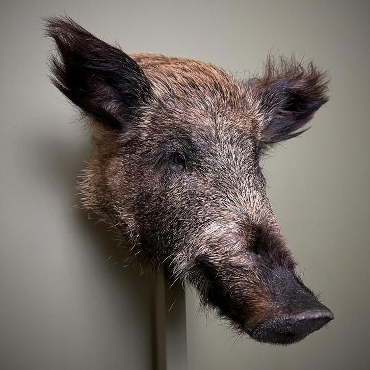 Wild Zwijn Klein Taxidermie Opgezette Dieren By Max, Verzamelen, Dierenverzamelingen, Opgezet dier, Nieuw, Wild dier, Ophalen of Verzenden