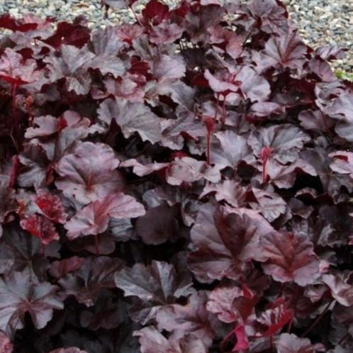 Heuchera Binoche - Potmaat 9x9 cm, Tuin en Terras, Planten | Tuinplanten, Ophalen of Verzenden
