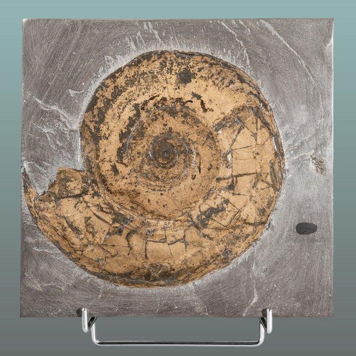 vrouwelijk, groot ammoniet - macroconch - Gefossiliseerd, Verzamelen, Mineralen en Fossielen