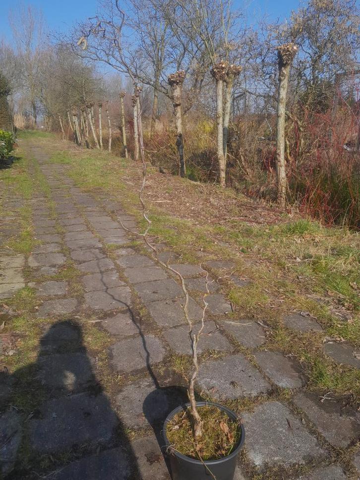 Kronkelhazelaar Corylus avellana Contorta krulhazelaar, Tuin en Terras, Planten | Struiken en Hagen, Overige soorten, Struik, Ophalen