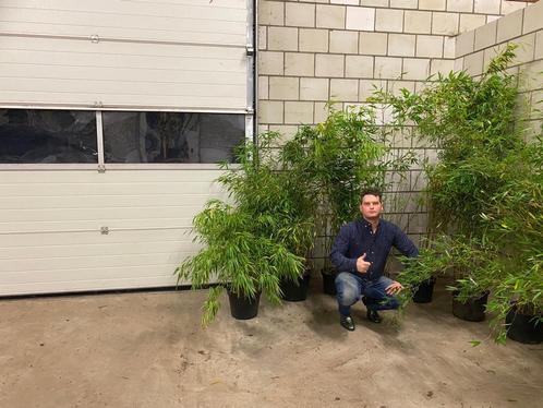 fargesia  niet woekerende bamboe in diverse soorten en maten, Tuin en Terras, Planten | Struiken en Hagen, Bamboe, Haag, 100 tot 250 cm