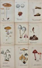 Diedrich Franz Leonhard von Schlechtendal (1794 / 1866) -, Antiek en Kunst