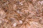 Sisal fibre gemengd - Nestmateriaal - Nesten, Dieren en Toebehoren, Vogels | Toebehoren, Verzenden, Nieuw