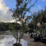 Steeneik - Quercus Ilex - meerstammig wilde vorm - Hoogte: 2, Ophalen of Verzenden