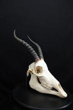Blesbok Schedel - Damaliscus pygargus phillipsi - 0 cm - 0, Verzamelen, Dierenverzamelingen, Nieuw
