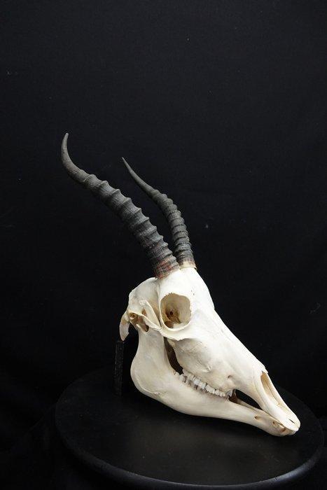 Blesbok Schedel - Damaliscus pygargus phillipsi - 0 cm - 0, Verzamelen, Dierenverzamelingen