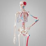 Menselijk skelet model 180cm met spier- en botmarkering - wi, Nieuw, Verzenden