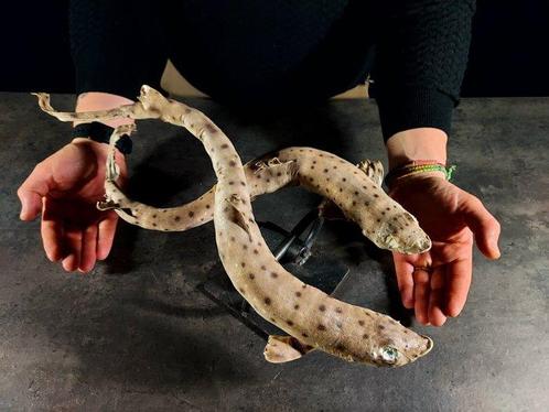 kleine rog Taxidermie volledige montage - Scyliorhinus, Verzamelen, Dierenverzamelingen