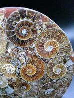 Ammoniet - Gefossiliseerde schelp - Cleoniceras sp. - 11.1, Verzamelen, Mineralen en Fossielen
