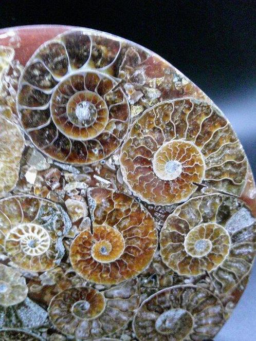 Ammoniet - Gefossiliseerde schelp - Cleoniceras sp. - 11.1, Verzamelen, Mineralen en Fossielen