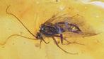 Baltisch barnsteen - Fossiele cabochon - with Trichoptera