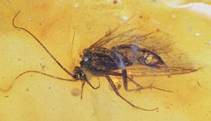 Baltisch barnsteen - Fossiele cabochon - with Trichoptera, Verzamelen, Mineralen en Fossielen