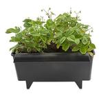 BATO AARDBEIENBAK 11 LITER 40.2 X 32.3 X 22.6 CM, Ophalen of Verzenden, Nieuw