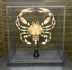 Beauchêne Krab - Charybdis natator, Ophalen of Verzenden, Nieuw, Wild dier, Opgezet dier
