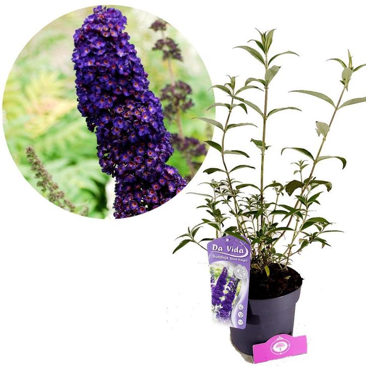 Buddleja Dark Knight + pot 19cm, Tuin en Terras, Planten | Tuinplanten, Verzenden