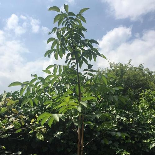 Walnootboom - Juglans regia Broadview - Omtrek: 10-14cm | Ho, Tuin en Terras, Planten | Bomen, Ophalen of Verzenden