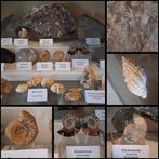 Oude fossielenverzameling, ongeveer 25 stuks. - Fossiele