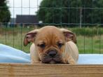 Old English Bulldog pups! t Gezonde type. Mogen direct mee!, Parvo, Nederland, 8 tot 15 weken, Bulldog