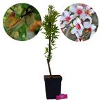 amandelboom Prunus dulcis Tuono + Pot 23cm, Tuin en Terras, Planten | Fruitbomen, Verzenden, Volle zon