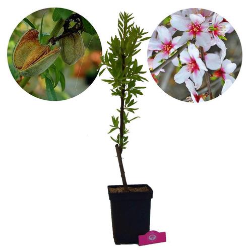 amandelboom Prunus dulcis Tuono + Pot 23cm, Tuin en Terras, Planten | Fruitbomen, Volle zon, Verzenden