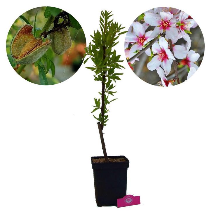 amandelboom Prunus dulcis Tuono + Pot 23cm, Tuin en Terras, Planten | Fruitbomen, Volle zon, Verzenden
