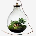 Planten terrarium Ecolight XXL met lamp