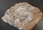 Goniatiet - Gefossiliseerd dier - 22 cm - 15 cm