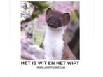 Het is wit en het wipt 9789080302808 John Tromp, Verzenden, Zo goed als nieuw, John Tromp