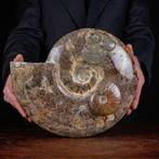 Exclusieve Poolse Cleoniceras - Gefossiliseerde schelp -