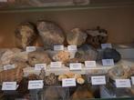 Oude fossielenverzameling, meer dan 25 stuks - Fossiele, Verzamelen, Mineralen en Fossielen