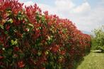 Glansmispel Photinia Fraseri Red Robin 150-175cm, Tuin en Terras, Planten | Tuinplanten, Vaste plant, Lente, Verzenden, Volle zon