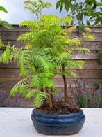 metasequoia bos in bonsaischaal - Hoogte (boom): 33 cm -