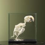 Groenvleugelara Skelet Taxidermie Opgezette Dieren By Max, Verzamelen, Dierenverzamelingen, Ophalen of Verzenden, Nieuw, Vogel