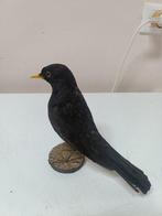 merlo Taxidermie volledige montage - Turdus merula - 17 cm -, Nieuw