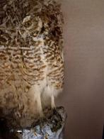 Steenuil Taxidermie replica montage - athene cunicularia -, Nieuw