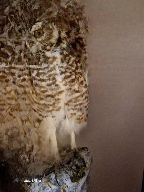 Steenuil Taxidermie replica montage - athene cunicularia -, Verzamelen, Dierenverzamelingen