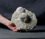 Zeer grote Echinoïde op plaat - Alle natuurlijk - Roze en, Verzamelen