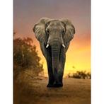 Evershine diamond painting voor volwassenen olifant TA2-3232, Huis en Inrichting, Woonaccessoires | Schilderijen, Tekeningen en Foto's
