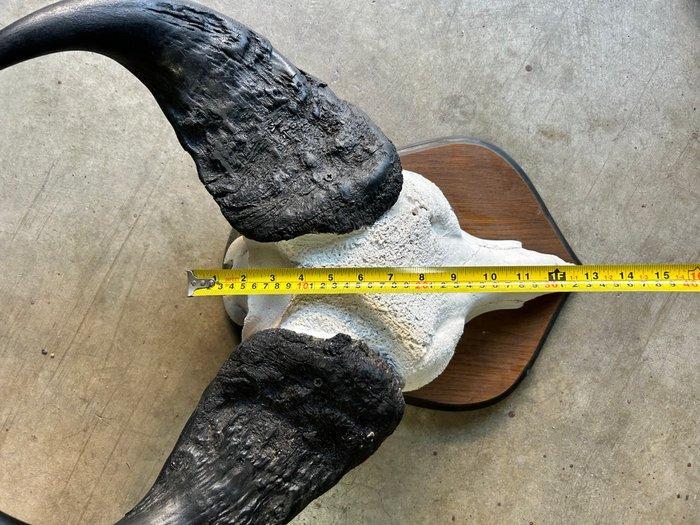 Buffel Schedel op een standaard - Syncerus caffer - 47 cm -, Antiek en Kunst, Curiosa en Brocante